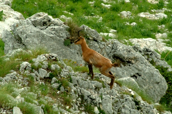 Camoscio d''Abruzzo Rupicapra pyrenaica ornata